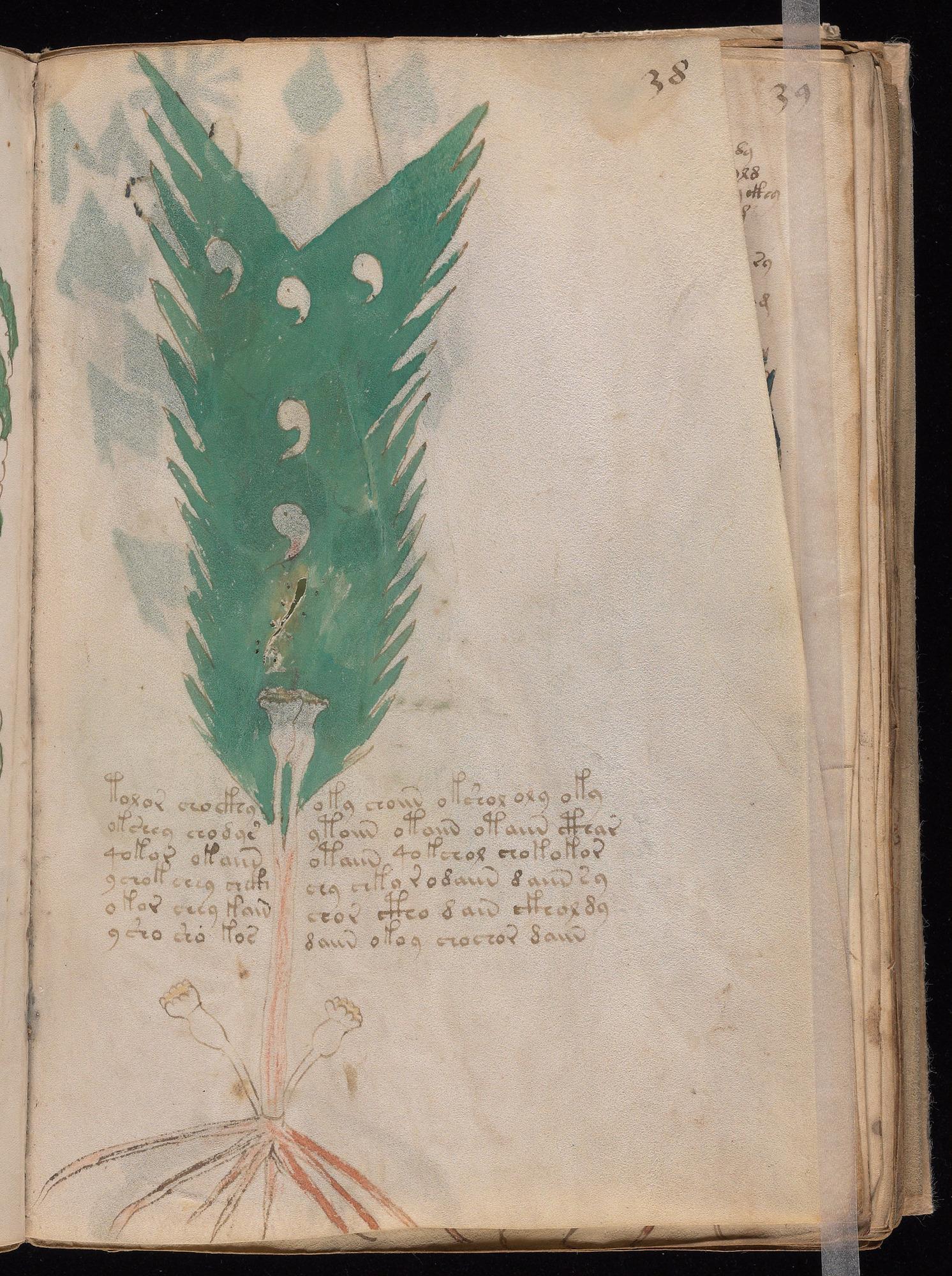 Voynich Manuscript folio f38r — Beinecke MS 408